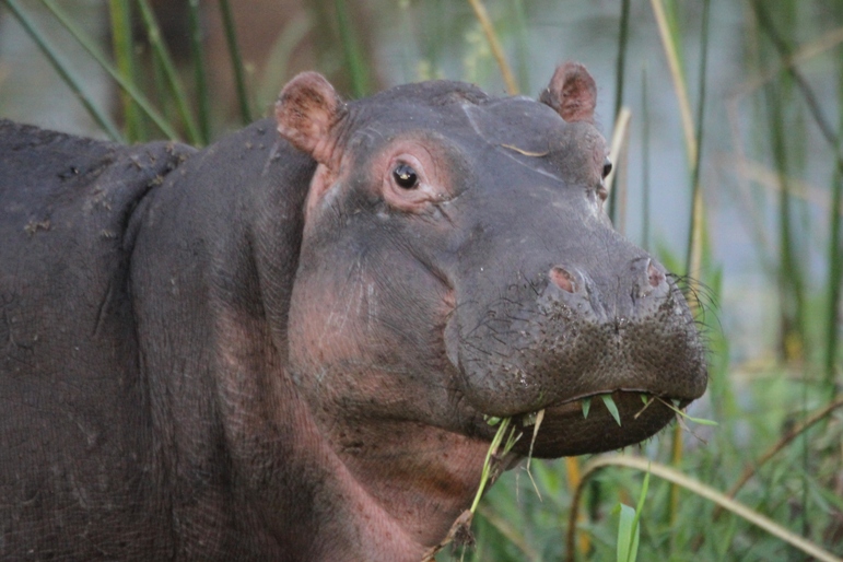 young hippo